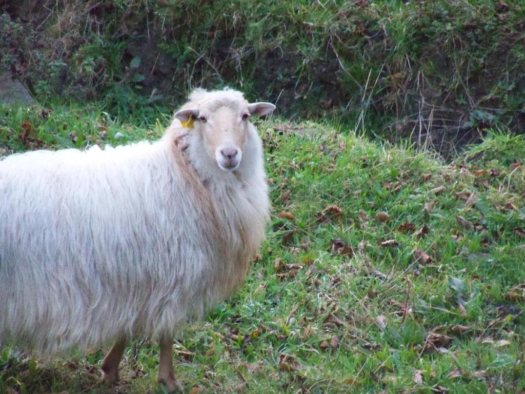 Agroturismo Iturbe Axpe de Busturia Ruang foto
